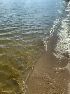 Сосновый бор - 98