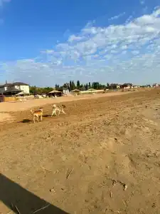Жемчужина - 11