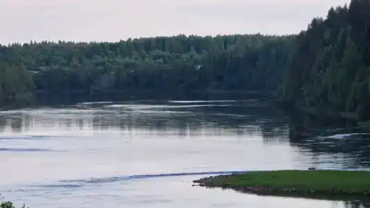 Маркомусы - 62
