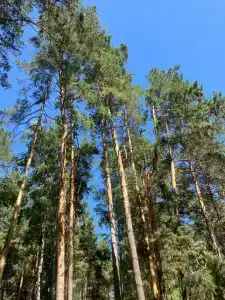Кристалл - 6