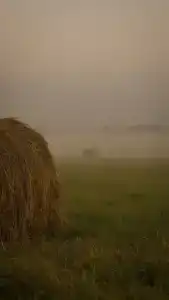 12 Дубов - 45