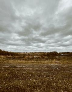 Kinglet - 34