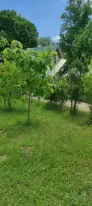 Золотая рыбка - 13