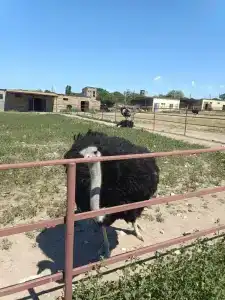 Страусиная ферма Экзотик - 78