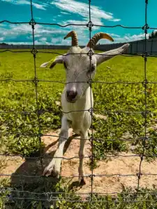 Александровский спас - 63