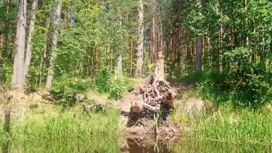 Лосево - 10