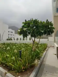 Royal M Fujairah Mall - 69