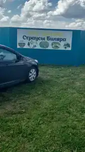 Страусы Биляра - 3