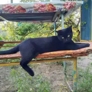 Бодрость - 65