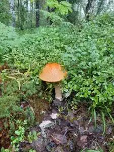 Дом в Карелии с видом на Ладогу - 94