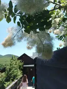 Гольфстрим - 29