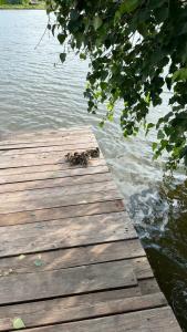 Монахов пруд - 81