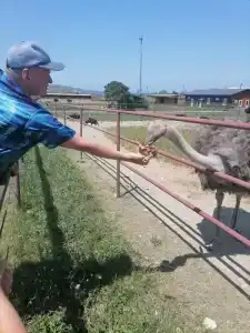 Страусиная ферма Экзотик - 50