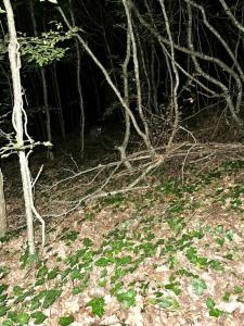 Эколоджия - 68