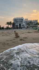 Palace Beach Resort - 96