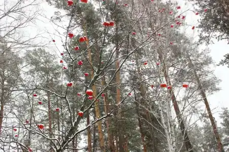 Гренада - 31