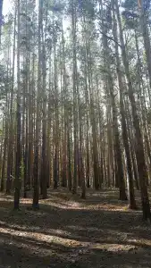 Травакуль - 2