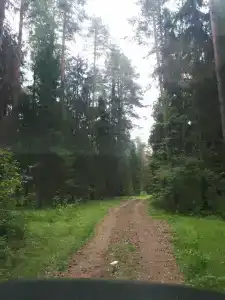 Берёзка - 47