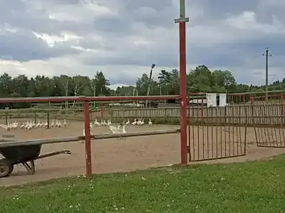 Баллада - 19