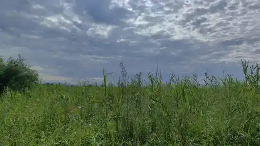 Кучигер - 68