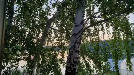 Бунчук - 76