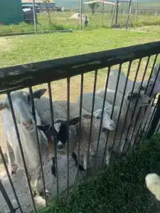 Страусиная ферма Экзотик - 53