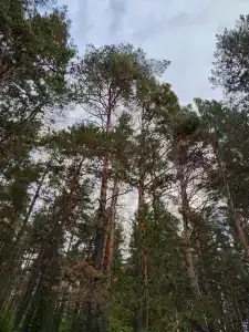 Зеленый Мыс - 77