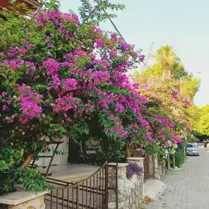 Club Selen Icmeler (Former Selen 2) - 5