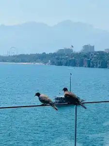 Perges - Adult Only 18 plus - 9