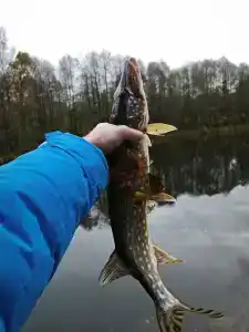 Березинская Дубрава - 55