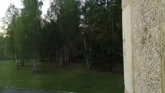 Березка - 16