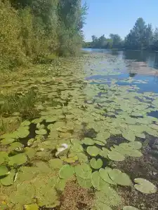 Стрежень - 20