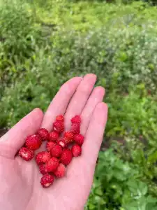 Земляничный - 66