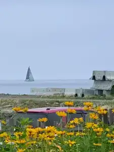 Дельфин - 20