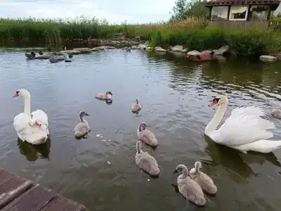 Гостевой дом Элиза Заркау - 32