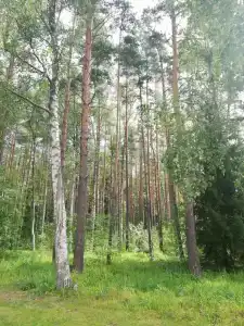Белое солнце - 66