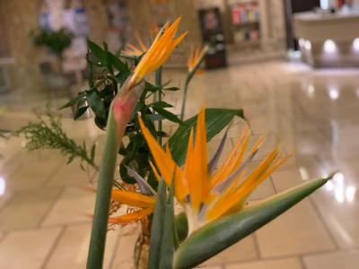 Albatros Citadel Resort - 82