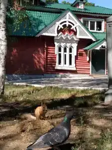 Волга - 59