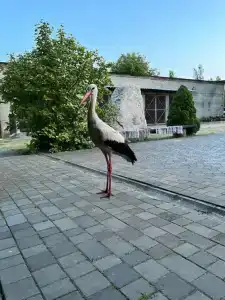 Агроусадьба Беловежская Гостевая - 56