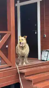 Усадьба на Шамокше - 43