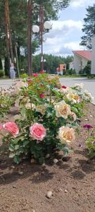 Энергетик - 20