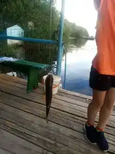 Бодрость - 94