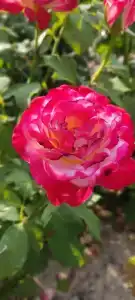 Дорожник - 26