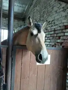 Смородина - 36