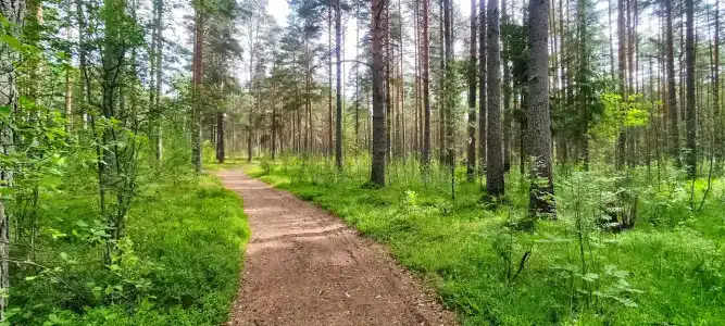 Оредеж - 82
