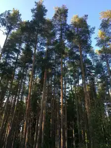 Белое солнце - 52