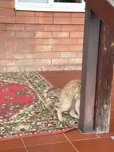 Островок - 10