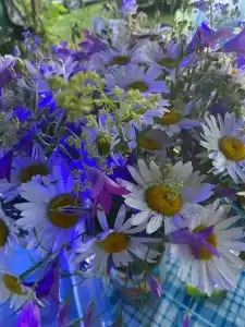 База отдыха Некрасовские Дачи - 24