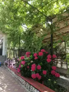 Оберег - 36
