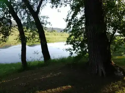 Тополя - 23